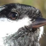 Black-capped Chickadee