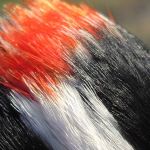 Downy Wodpecker male