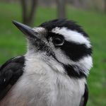 Downy Woodpecker female