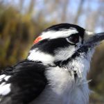 Downy Woodpecker male