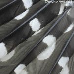 Downy Woodpecker primary flight feathers female