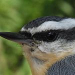 Red-breasted Nuthatch male