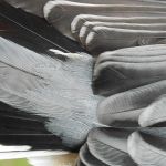 White-breasted Nuthatch feathers