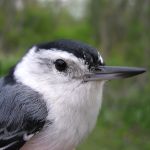 White-breasted Nuthatch male
