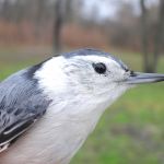 White-breasted Nuthatch female