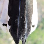 Downy tail feathers