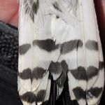 Downy tail feathers under side