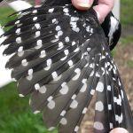 Hairy Woodpecker female wing