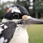 Hairy Woodpecker male