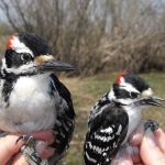 Hairy (male) vs Downy (male)