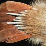 Northern Cardianl fledgling-tail-feathers growing out of shaft