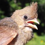 Northern Cardinal Fledgling