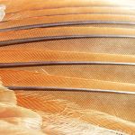 Northern Cardinal feathers