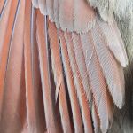 Northern Cardinal female feathers, April
