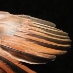 Northern Cardinal fledgling wing feathers