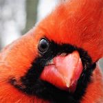 Northern Cardinal male, early spring
