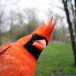 Northern Cardinal, male in March