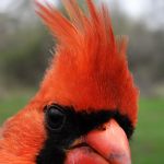 Northern Cardinal