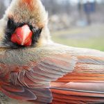 Northern Cardianl female in spring