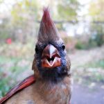 Northern Cardinal female