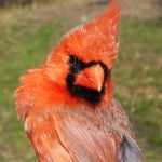 Northern Cardinal male spring