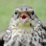 Female Red winged Blkbrd