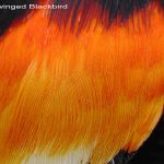 Male Red winged Blkbrd feathers after 2nd year