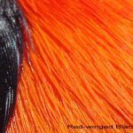Red winged Black Bird