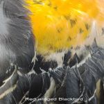 Red winged Blkbrd male feathers 2nd yr