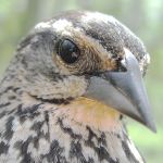 Red winged Blkbrd female peachy throat eye area