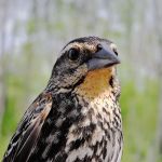 Red winged Blkbrd female peachy throat shoulders breast