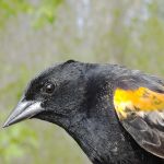 Red winged Blkbrd-male-1st-year