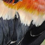 Red winged Blkbrd male 2nd year