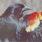 Red winged Blkbrd-male-2nd-year