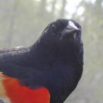 Red winged Blkbrd-male-after-2nd-year