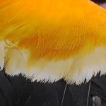 Red winged Blkbrd male feathers 2nd yr