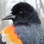 Red winged Blkbrd-male-second-year