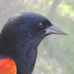 Red winged Blkbrd-male