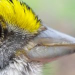 White-throated Sparrow eye yellow brow