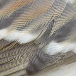 White-throated Sparrow feathers