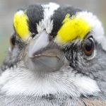 White-throated Sparrow spring