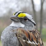 White-throated Sparrow spring