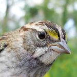White-throated Sparrow tan phase in fall