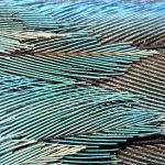 Indigo Bunting feathers up close