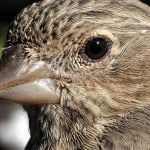 Indigo Bunting female close up