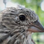 Indigo Bunting female fall