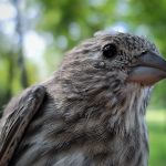 Indigo Bunting female