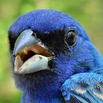 Indigo Bunting male after second year