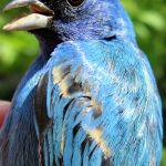 Indigo Bunting male spring second year