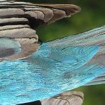 Indigo Bunting male spring